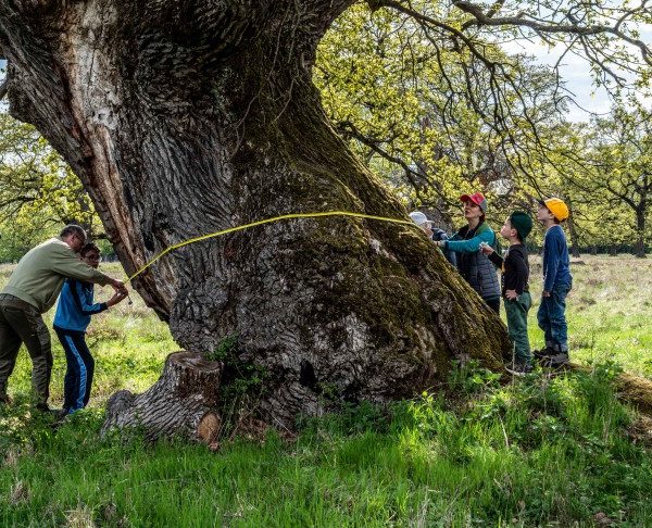 Abschlussbericht des Hudewaldprojektes veröffentlicht