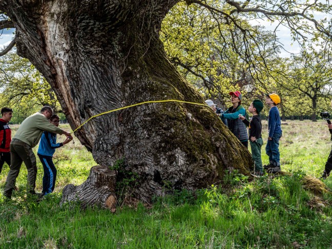 Abschlussbericht des Hudewaldprojektes veröffentlicht