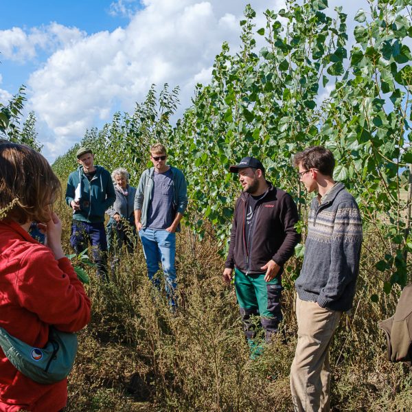 Drei Betriebe – drei Agroforstsysteme – zahlreiche Praxiseinblicke: Feldtag³ in Sachsen